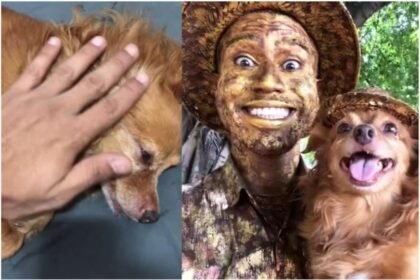 Morre cachorrinha Jaspe
